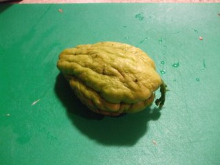 a choko showing the vine starting to emerge a choko showing the vine starting to emerge